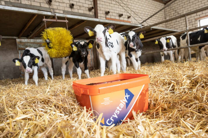 CRYSTALYX Mentholyx (Orange)